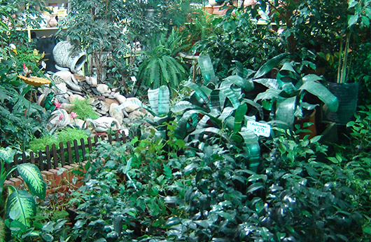 Plantas de interior